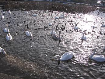 写真：白鳥が池に撒かれたお米を食べています