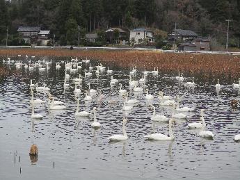 写真：池でたくさんの白鳥が泳いでいます