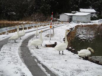 写真：白鳥が道路を歩いて隣の池へ移動しています
