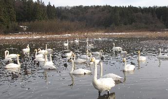 写真：30羽ほどの白鳥が池で泳いでいます