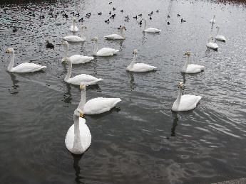 写真：池で泳ぐ白鳥やカモたち。撮影者に気づいて、餌を求めて集まってきています