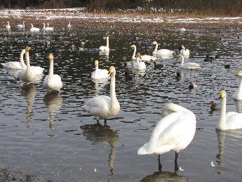 写真：公衆トイレ側の池の浅瀬にいる白鳥たち。毛づくろいをしたり、ゆったりしたりと思い思いに過ごしています。