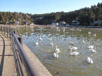 写真：天気がいいにも関わらず、大池の奥の方にも白鳥がたくさんいます