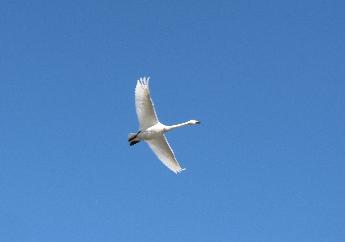 写真：晴天の中を白鳥が羽を広げて飛んでいます。