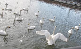 写真：10羽ほどの白鳥が静かに池を泳いでいる中、1羽だけ羽を大きく広げています
