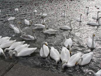 写真：20羽以上のハクチョウが集まり、池の中に首を突っ込んで撒かれた米を食べています