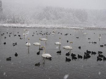 写真：長嶺大池が雪で白くなっています。その中をハクチョウとカモの群れが泳いでいます