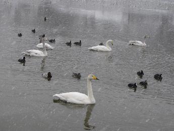 写真：頭の部分が少しだけ灰色がかった白鳥とその家族が、雪が降る中を泳いでいます