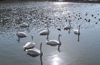 写真：強い太陽の日差しを受けながら、白鳥やカモなどが泳いでいます