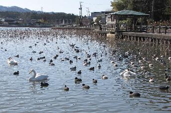 写真：長嶺大池に浮かぶ白鳥とカモの群れ。数羽の白鳥が首を丸めて寝ています