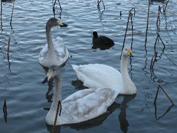 写真：白鳥の親子が3羽泳いでいます。1羽は成鳥で、2羽が幼鳥ですが、灰色の羽の中に白い羽が混ざっています