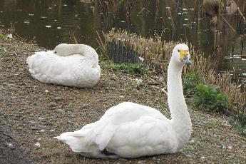 写真：土手に座る2羽のハクチョウ。そのうちの1羽は羽の間に頭を入れて休んでいます。