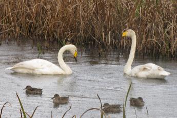 写真：2羽のハクチョウと数羽のカモが池に浮かんでいます。1羽のハクチョウは水の中に首を突っ込もうと首を曲げています