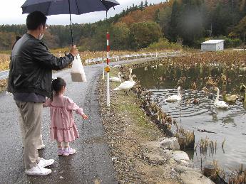 写真：小雨の降る中、小さな女の子とお父さんが白鳥にパンをちぎって与えています。