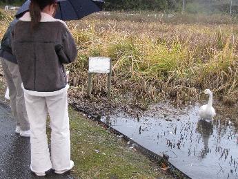 写真：1羽の白鳥が餌を欲しそうに待っています