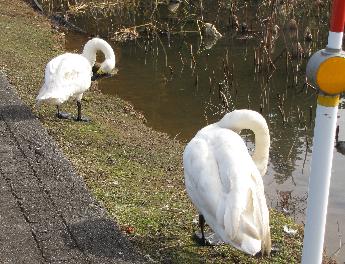 写真：2羽のハクチョウが、長い首を曲げて旨当たりの毛づくろいをしています