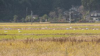 写真：稲を刈り取った後の田んぼに、ハクチョウの白い姿がたくさん確認できます