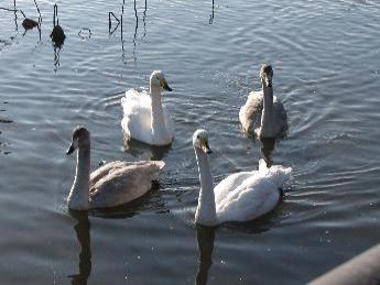 写真：4羽のハクチョウが、太陽の光で輝く湖面を泳いでいます。そのうち2羽は幼鳥で、灰色ががった羽をしています。