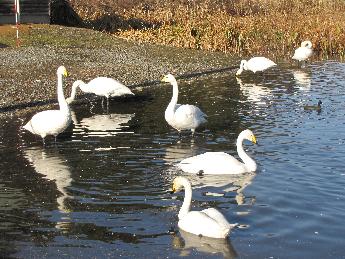 写真：浅瀬に集まるハクチョウたち。たちあがったり、水中に首を突っ込んだりしているハクチョウもいます