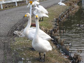 写真：池から上がり7羽ほどの白鳥が道端でくつろいでいます。手前の1羽がカメラをじっと見つめています