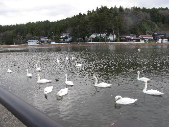写真：白鳥やカモなどの野鳥が池で泳いでいます