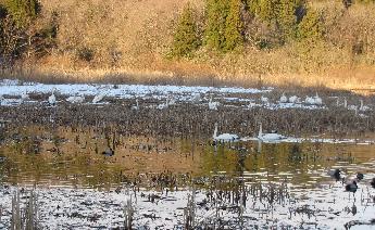 写真：池の奥の陸地で20羽程の白鳥が休んでいます