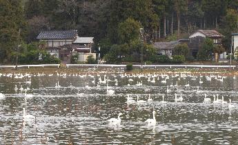 池にたくさんの白鳥が集まっています