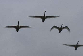 4羽の白鳥が空を飛んでいます