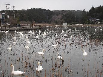池にたくさんの白鳥やカモなどの野鳥が泳いでいます