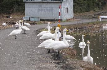 白鳥が道路を歩いています