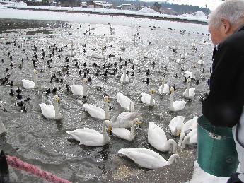 写真：お米を撒く男性の周りに、たくさんの白鳥たちが集まってきています