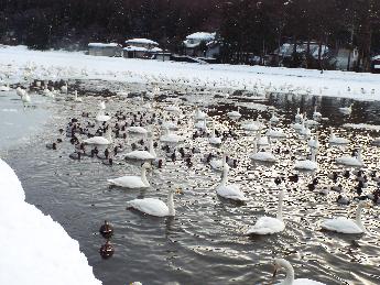 写真：氷の張っていない水面に集まるハクチョウやカモ。凍った池の上に立っているハクチョウもいます。