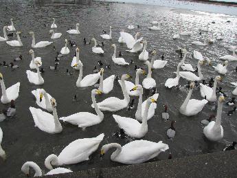 写真：たくさんの白鳥が餌を求めて集まってきています