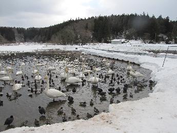 写真：雪や氷がない水辺を歩く白鳥やカモたち