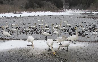 写真：白鳥が池の浅瀬にまかれた古米を食べているところ