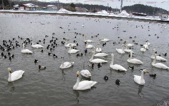 写真：白鳥が餌を求めて近寄ってきています。白鳥に交じってカモなどの野鳥もいます