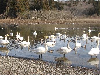 写真：池の浅瀬を歩く白鳥。奥の方には優雅に泳ぐ白鳥もいます。