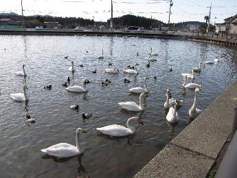 写真：撮影者から餌をもらえると思い、20羽程度の白鳥が近寄ってきてました