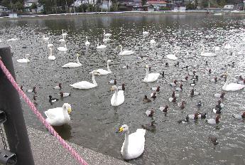 写真：白鳥やカモなどの野鳥が泳いでいます
