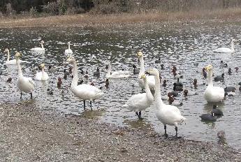 写真：餌を求めて浅瀬に寄ってきたハクチョウたち