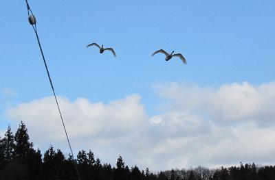 写真：2羽の白鳥が空を飛んでいます