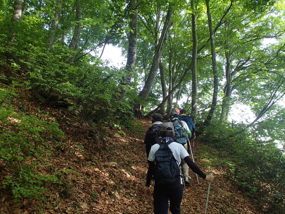 写真：ブナ林を進む登山者の列