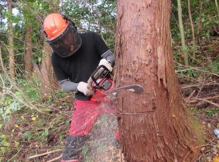 チェーンソーで杉の木を切る林業関係者の写真