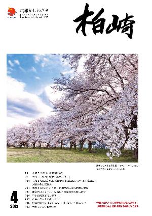 表紙写真：フェンス沿いに咲く満開の桜