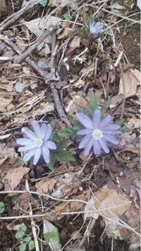 写真：地面から小さい薄紫色の花をのぞかせるキクザキイチゲの花