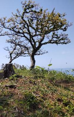 写真：御野立公園から日本海を眺める。丘の上に1本の木が立っています