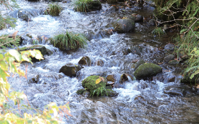 写真：水が勢いよく流れている谷根川