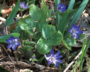 写真：ひっそりと咲く濃い青色をした雪割草。雪割草は6弁の花びらがある小さな花です。