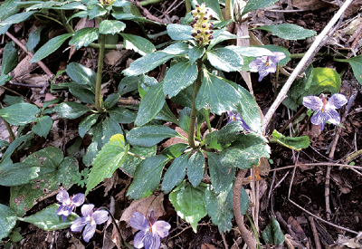 写真：中央に葉の先端に入る緩い切れこみが特徴のフッキソウがあり、その周りにと、5～6輪ほどのタチツボスミレが咲いています。タチツボスミレは立ち上がった茎に、濃紫色の筋が入った薄紫色の花びらが特徴的です