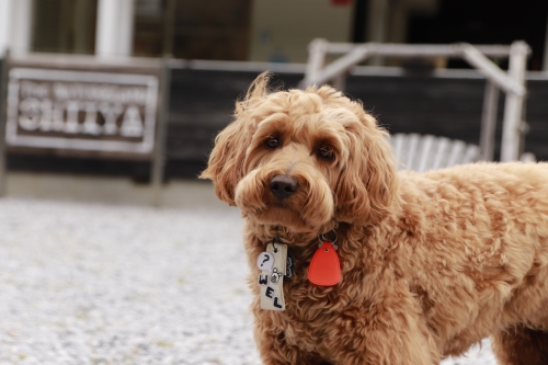写真：ふわふわとした茶色の毛並みの看板犬のウェルシュちゃん